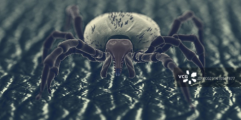 人皮肤上的蜱虫，插图图片素材