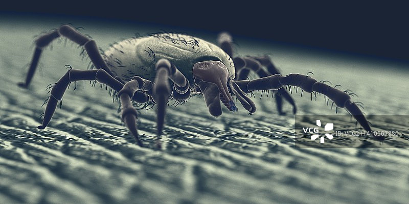 人皮肤上的蜱虫，插图图片素材