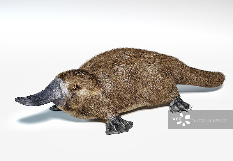 鸭嘴兽插画图片素材
