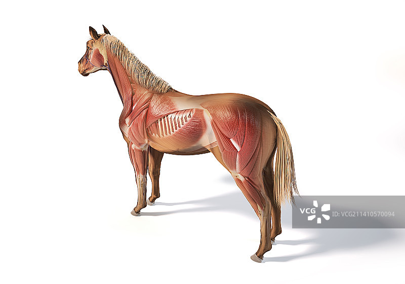 马的肌肉结构图图片素材
