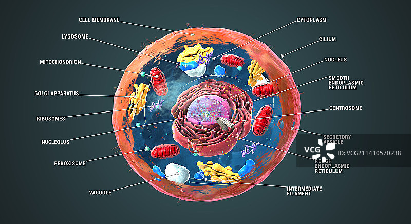 动物细胞结构，图示图片素材