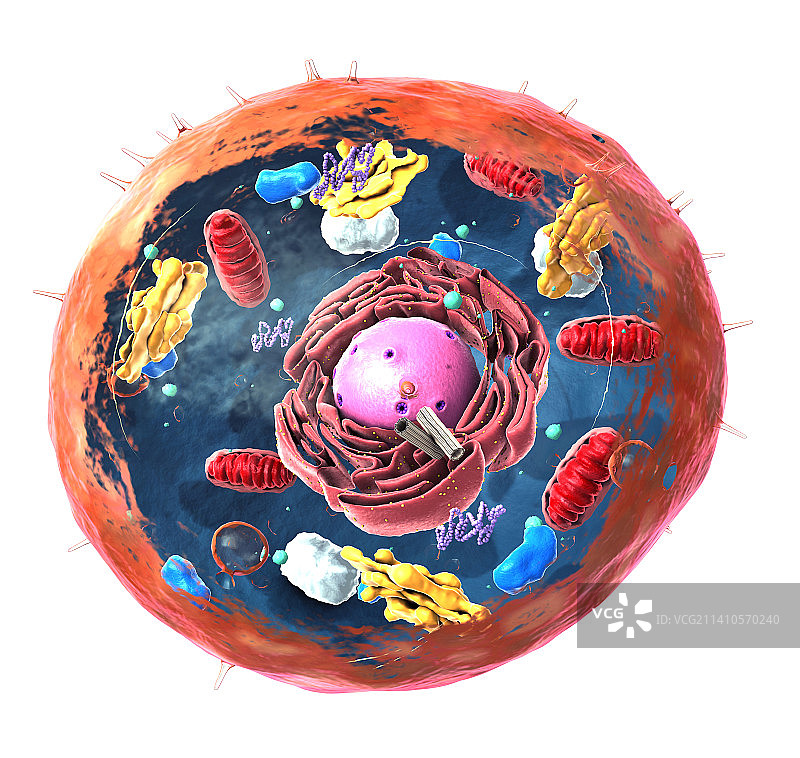 动物细胞结构，图示图片素材