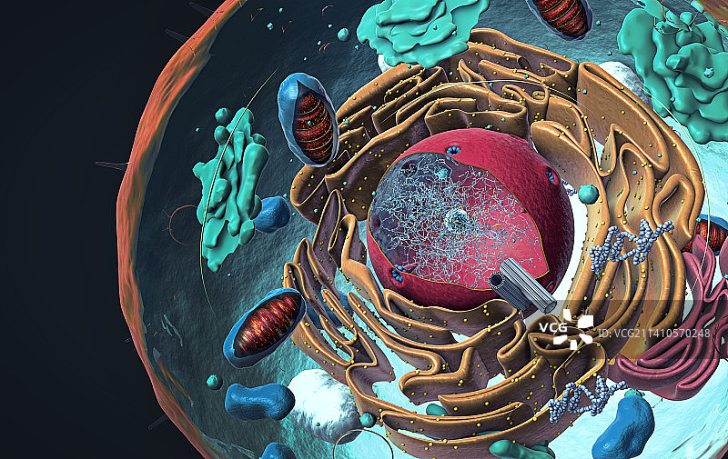 动物细胞结构，图示图片素材