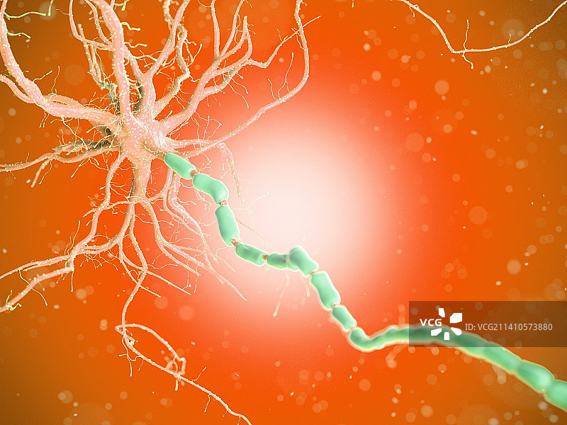 人类神经细胞，插图图片素材