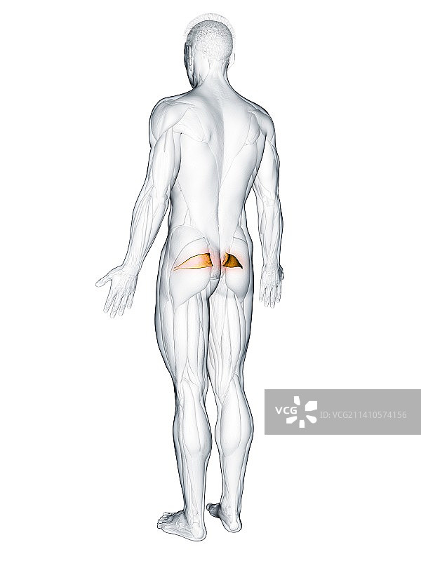 梨状肌插图图片素材