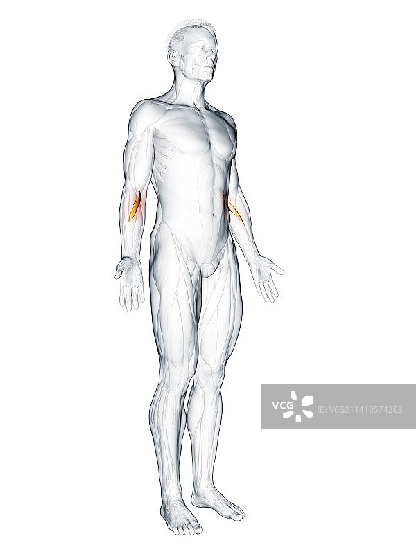 旋前圆肌图示图片素材
