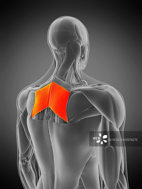 大菱形肌插图图片素材