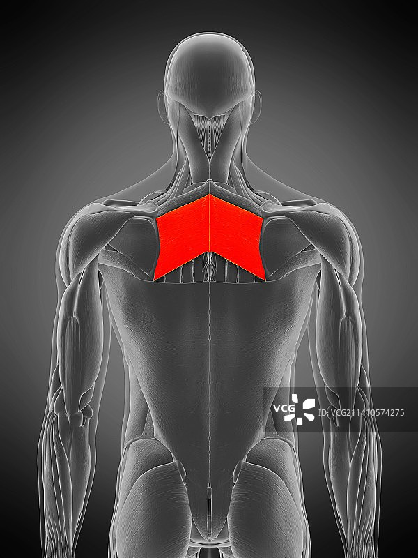 大菱形肌插图图片素材