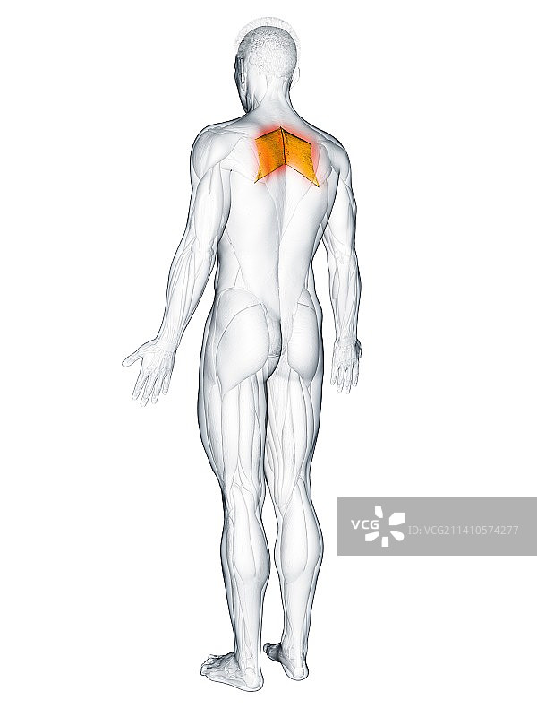 大菱形肌插图图片素材