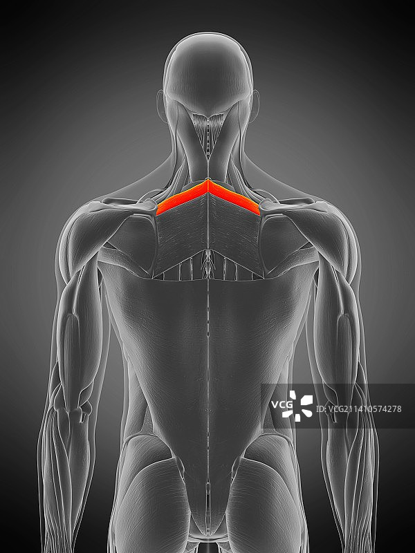 小菱形肌插画图片素材