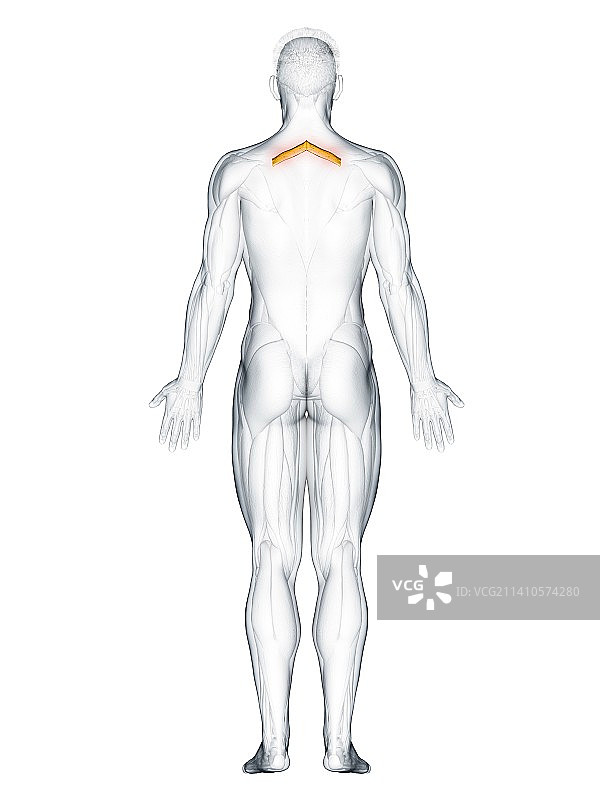 小菱形肌插画图片素材