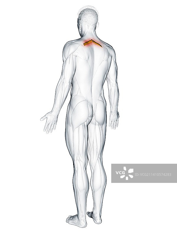 小菱形肌插画图片素材