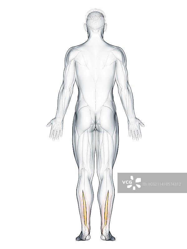 趾长屈肌肌肉插图图片素材