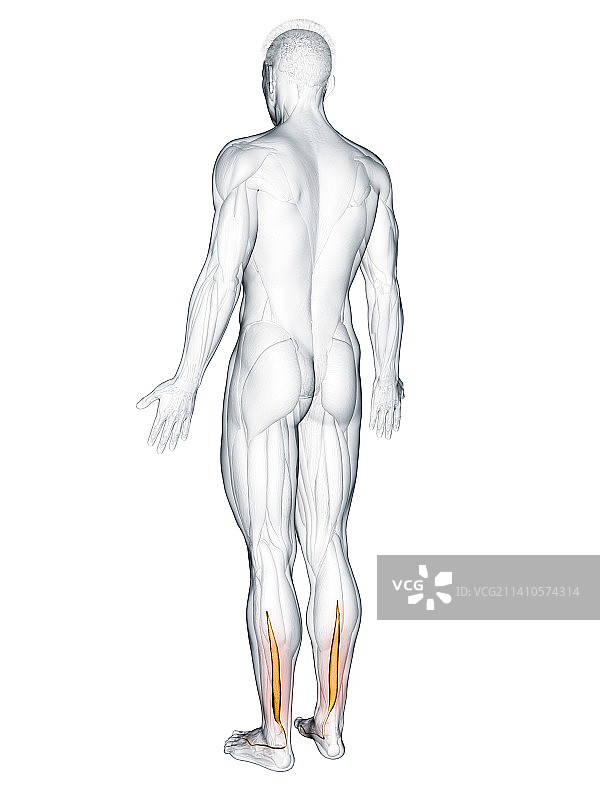 趾长屈肌肌肉插图图片素材
