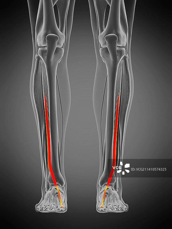 趾长屈肌，图示图片素材