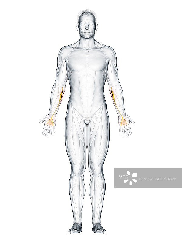 掌长肌图示图片素材