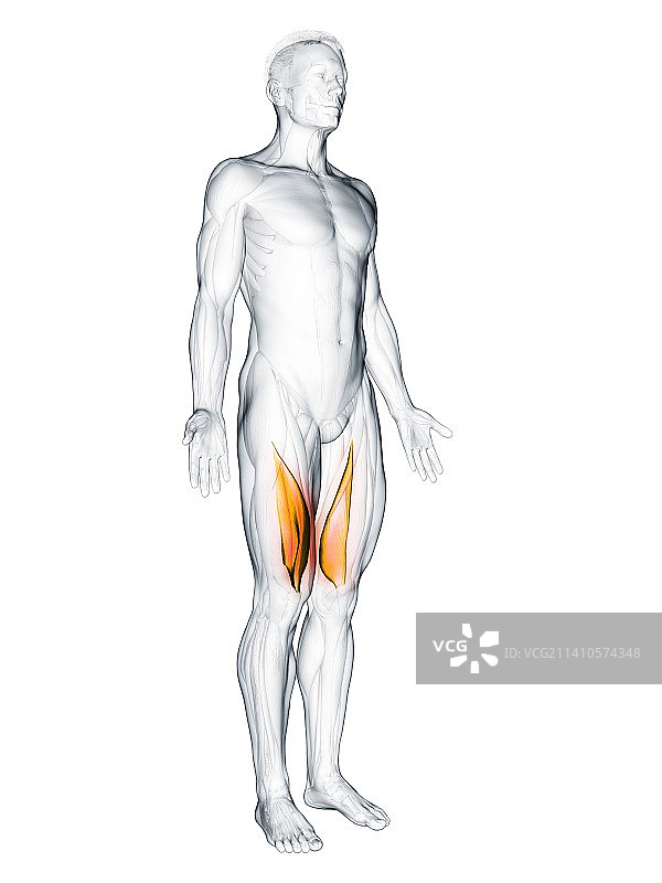 内侧股肌插图图片素材