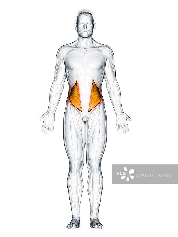 腹内斜肌插图图片素材