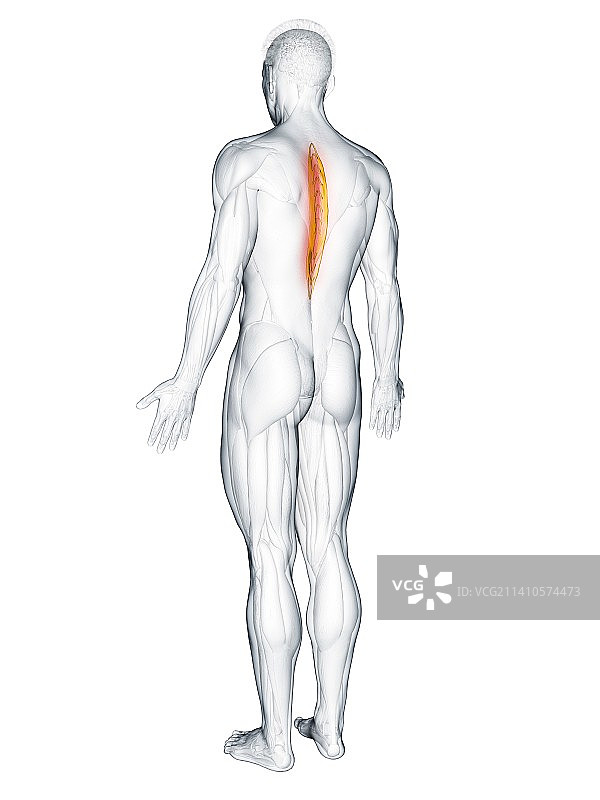 胸棘肌图解图片素材