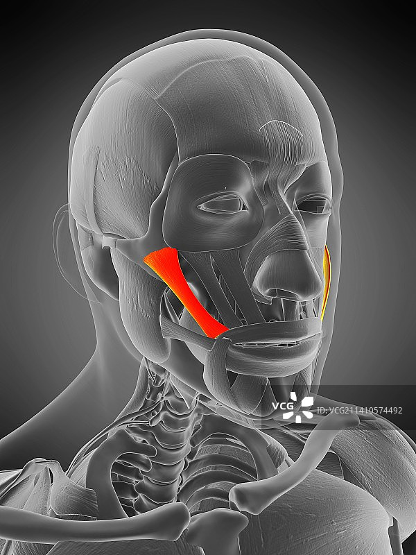颧大肌图示图片素材