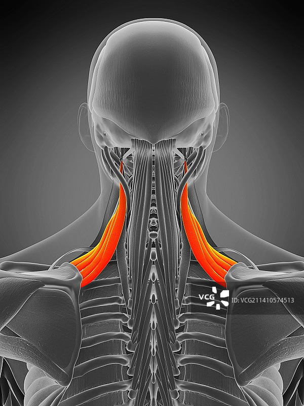 肩胛提肌图示图片素材