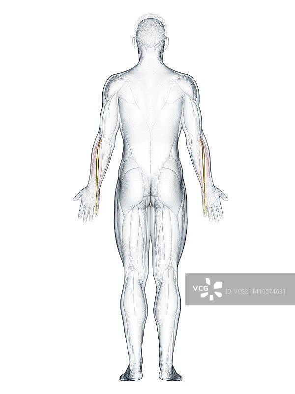 小指伸肌图示图片素材