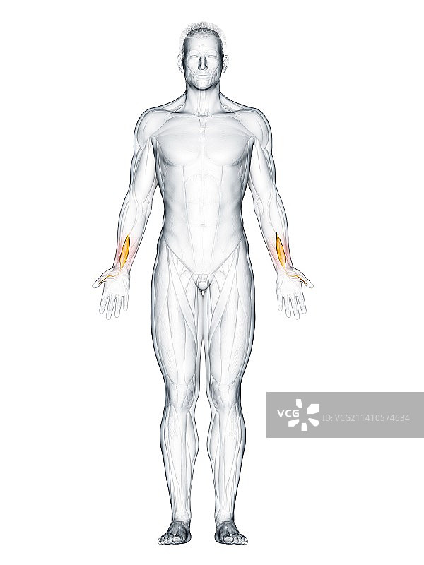 拇长屈肌插画图片素材