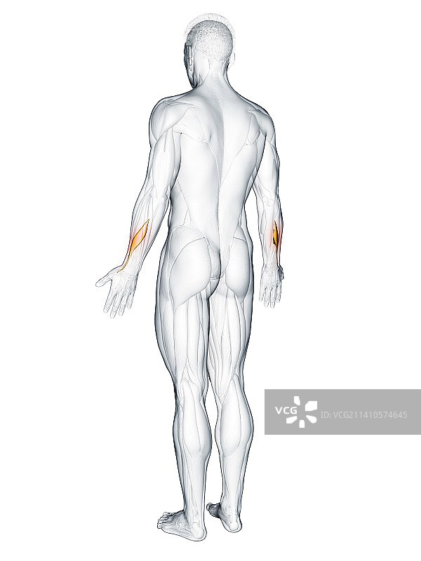 拇长展肌插图图片素材