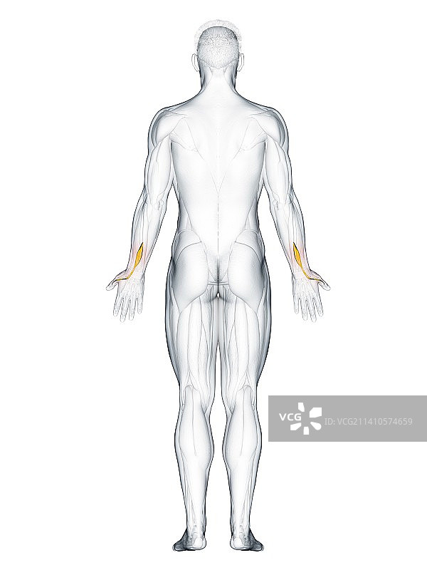 拇长伸肌图示图片素材
