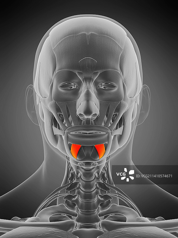 下唇降肌插图图片素材