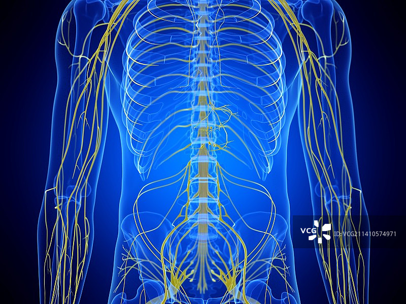 胸神经图图片素材