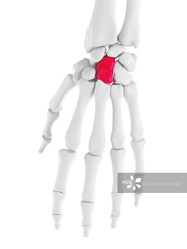 头状骨插画图片素材