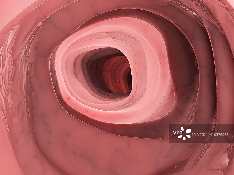 人类结肠图图片素材