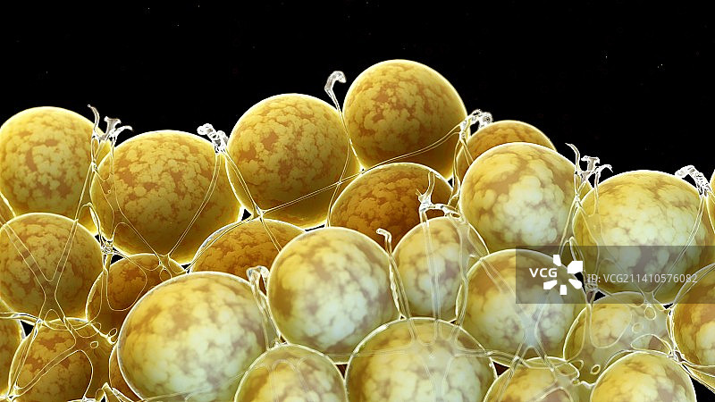 人体脂肪细胞，图示图片素材