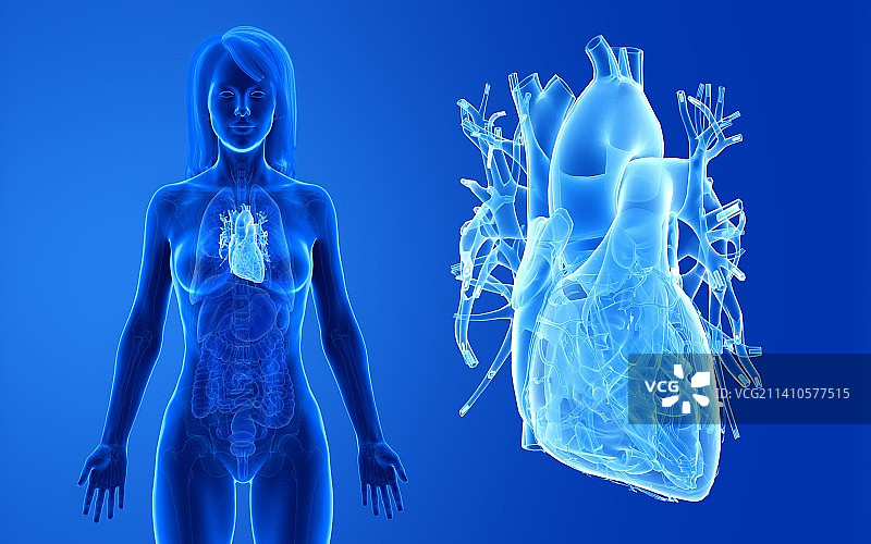 女性心脏插画图片素材