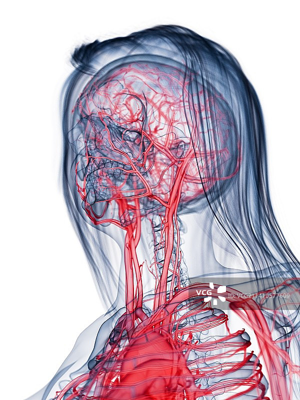 健康的女性血管系统插图图片素材
