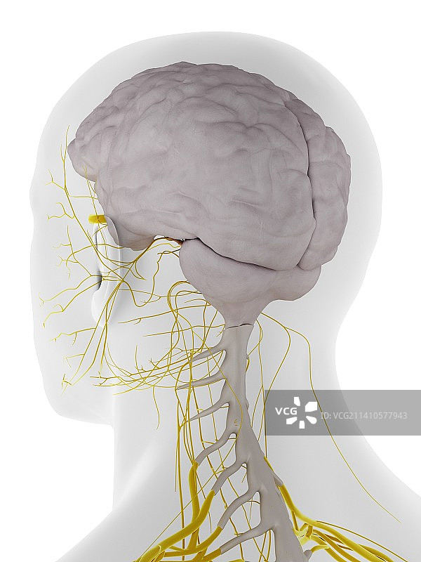 大脑硬脑膜插图图片素材