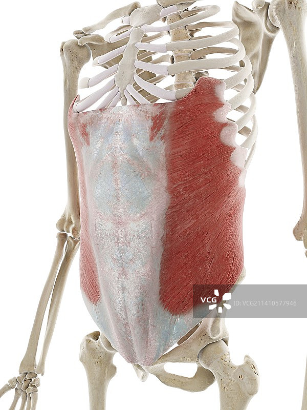 腹外斜肌，图示图片素材