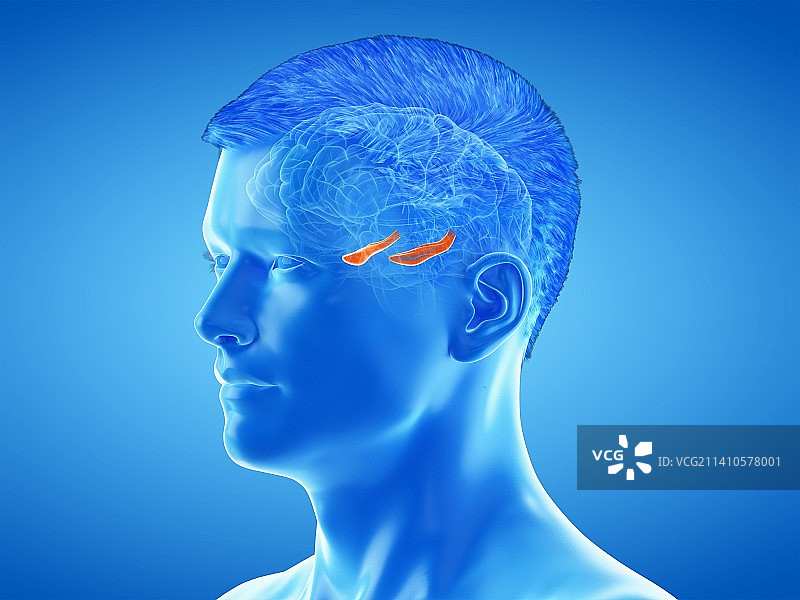 大脑海马体结构图图片素材