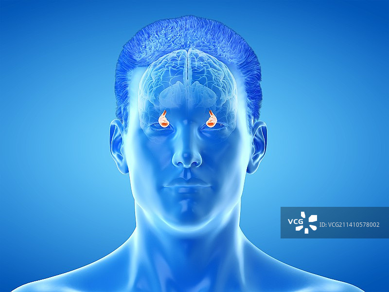 大脑海马体结构图图片素材