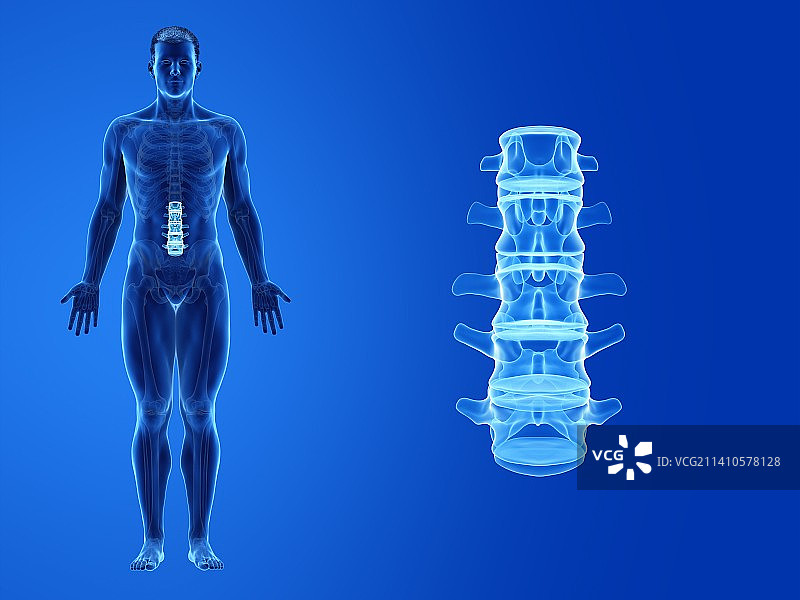 人体腰椎插图图片素材