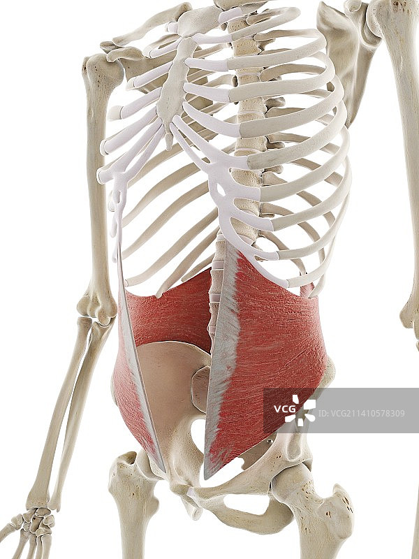 腹内斜肌图示图片素材