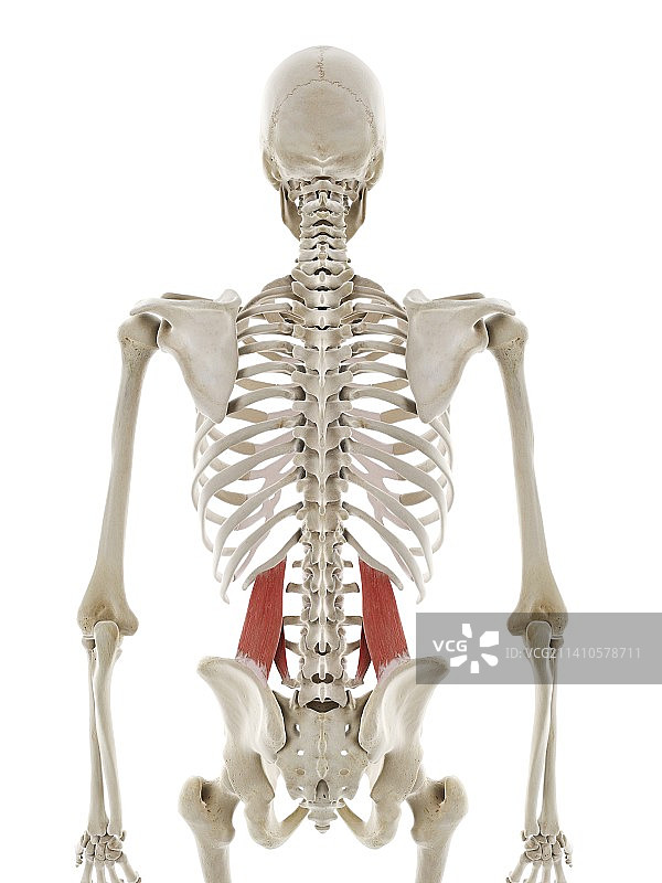 腰方肌插图图片素材