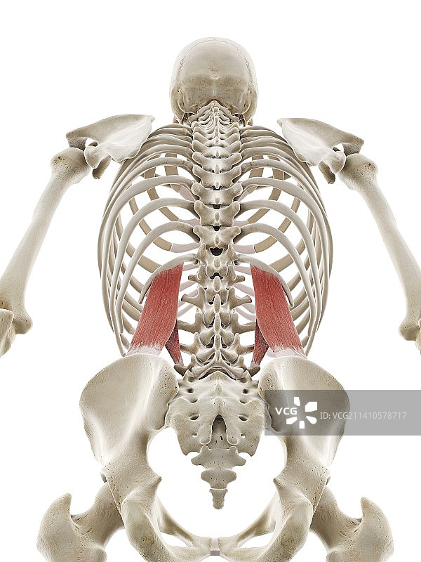 腰方肌插图图片素材