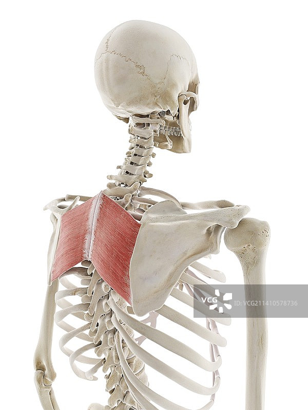 大菱形肌插图图片素材