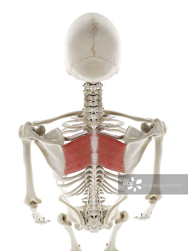 大菱形肌插图图片素材