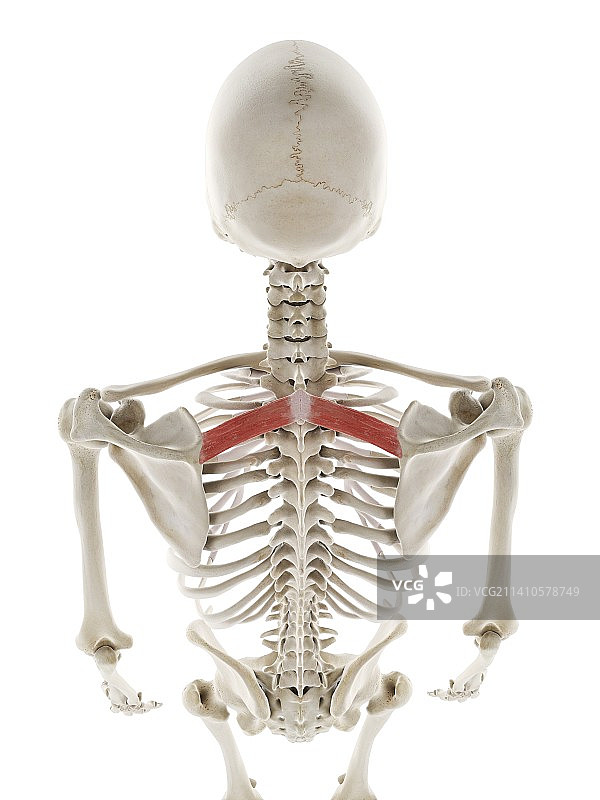 小菱形肌插画图片素材