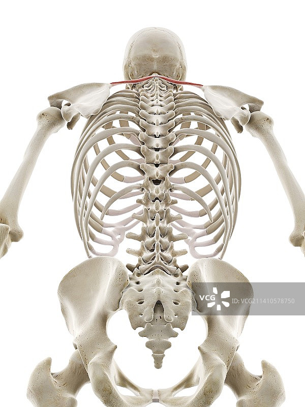 小菱形肌插画图片素材