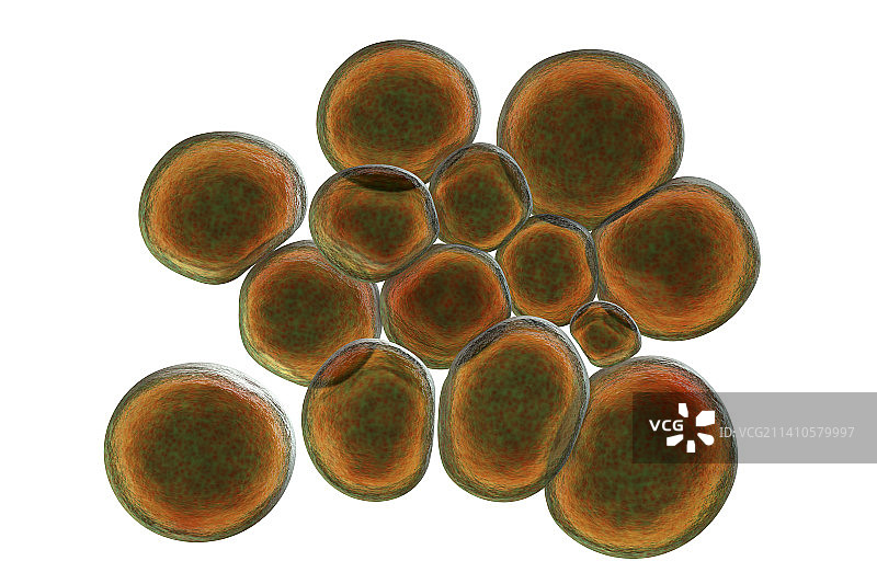 解脲脲原体细菌图片素材