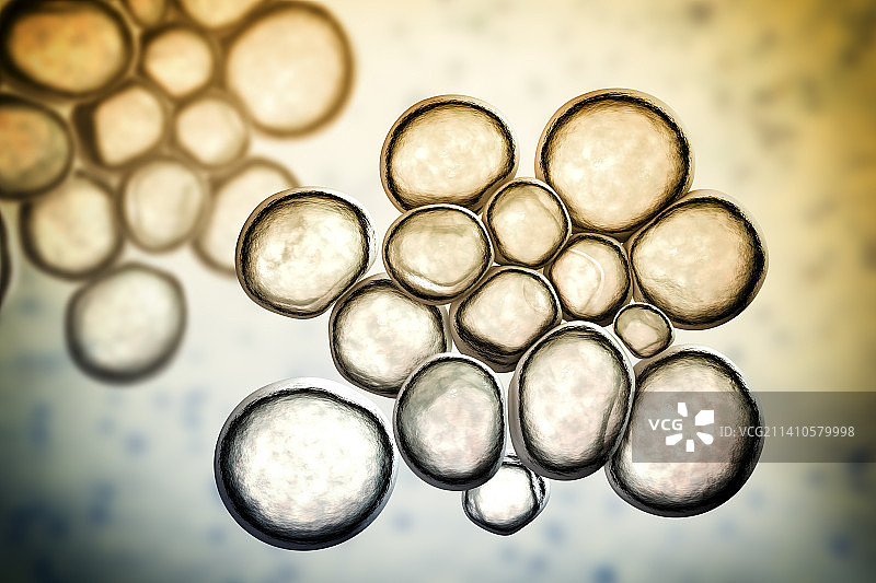 解脲脲原体细菌图片素材